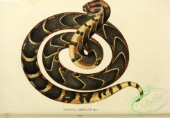 snakes-00278 - echidna arietans