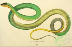 snakes-00281 - gonyasoma viride