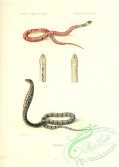 snakes-00293 - 019-Ophidiens