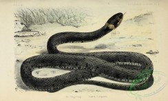 snakes-00296 - 004-natrix torquata