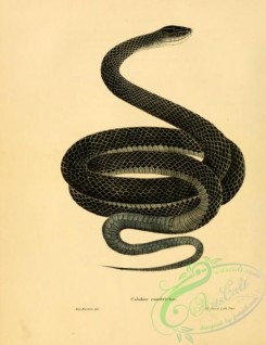 snakes-00301 - coluber constrictor