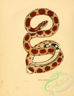 snakes-00304 - coluber guttatus