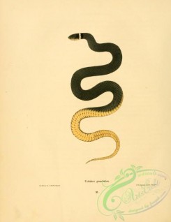 snakes-00306 - coluber punctatus