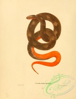 snakes-00310 - coronella rhombo-maculata