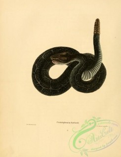 snakes-00312 - crotalophorus kirtlandi