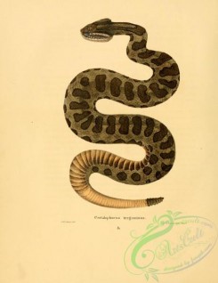 snakes-00314 - crotalophorus tergeminus