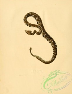 snakes-00317 - crotalus oreganus