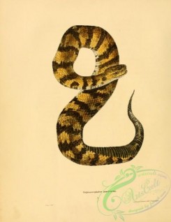 snakes-00323 - trigonocephalus piscivorus