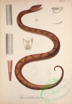 snakes-00329 - trigonocephalus puniceus