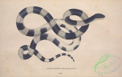 snakes-00331 - aspidoclonion semifaciatum