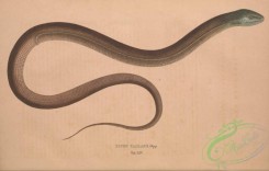 snakes-00332 - bipes pallasii