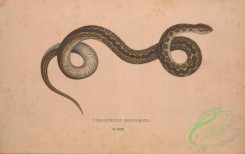 snakes-00333 - coelopeltis rhombeata