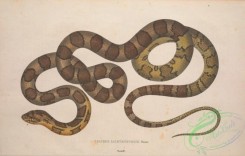 snakes-00334 - coluber lichtensteinii