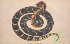 snakes-00338 - echidna arietans