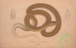 snakes-00345 - rhinechis agassizii