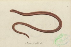 snakes-00348 - anguis fragilis