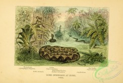 snakes-00358 - Hamadryad, ophiophagus bungarus, Cobra, naja tripudians, Reticulated Python, python reticulatus, Rat Snake, ptyas mucosus