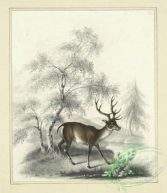 sporting-00061 - 073-A deer