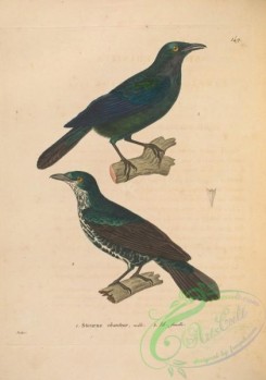 starlings-00004 - lamprotornis cantor