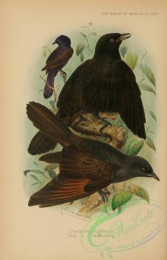 starlings-00063 - poeoptera stulhmanni, Kenrick's Starling