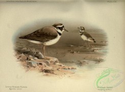 starlings-00065 - Little Ringed Plover, Killdeer Plover, aegialitis minor, oxyechus vociferus