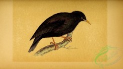 starlings-00090 - Sardinian Starling