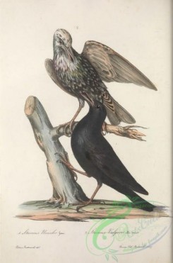 starlings-00100 - Spotless Starling, Common Starling