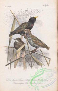 starlings-00112 - 066-Common Starling, sturnus vulgaris