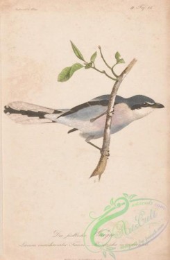 starlings-00114 - 071-Southern Grey or Steppe Grey Shrike, lanius meridionalis