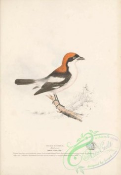 starlings-00151 - Wood Shrike, lanius rufus