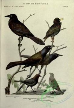starlings-00176 - Purple Grackle, Starling, Bronzed Grackle, Cowbird