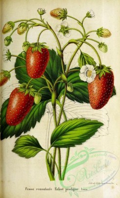 strawberry-00039 - Strawberry