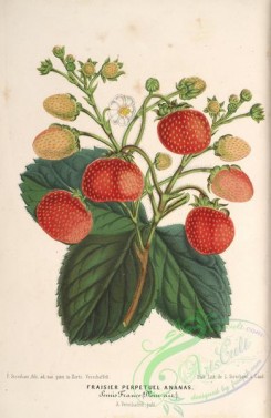 strawberry-00076 - Strawberry