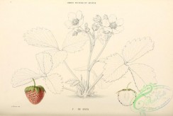 strawberry-00333 - Fragaria de Bath