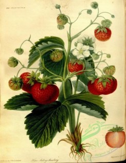 strawberry-00350 - Keen's Seedling Strawberry
