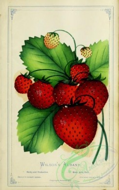 strawberry-00355 - Strawberry - Wilson's Albany