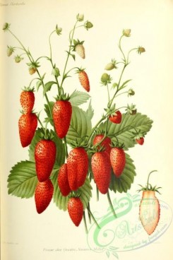 strawberry-00377 - Strawberry