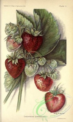 strawberry-00402 - Chesapeake Strawberry