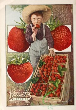 strawberry-00490 - 029-Boy, Strawberry