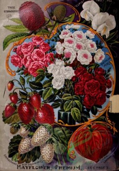 strawberry-00504 - 082-Tree Strawberry, Chinese Lantern, Roses, Frame