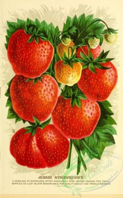 strawberry-00525 - 007-Strawberry