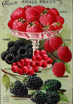 strawberry-00569 - 042-Strawberry, Plate, Vase, Currant, Raspberry, Blackberry