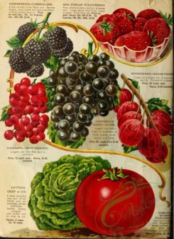 strawberry-00574 - 045-Raspberry, Currant, Grapes, Strawberry, Gooseberry, Tomato, Lettuce