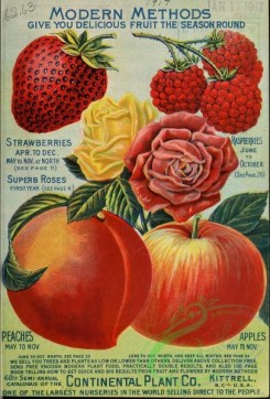 strawberry-00670 - 047-Strawberry, Peach, Apple, Roses, Raspberry