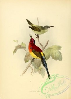 sunbirds-00009 - aethopyga dabryi