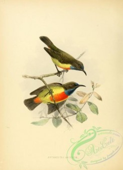 sunbirds-00016 - Anchieta's Sunbird
