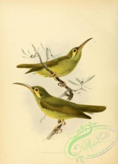 sunbirds-00028 - aracnoraphis flavigastra