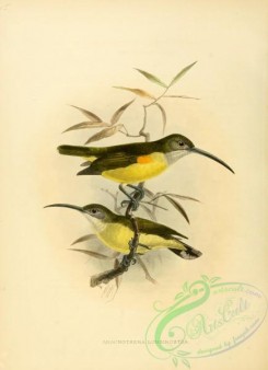 sunbirds-00031 - aracnothera longirostra