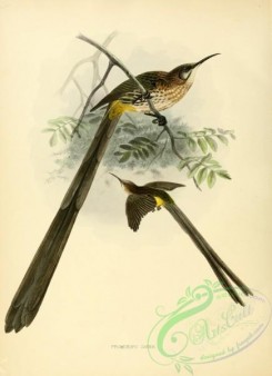 sunbirds-00038 - Cape Sugarbird