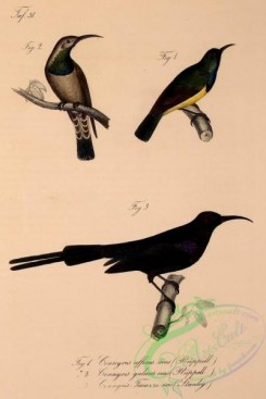 sunbirds-00129 - Streaky-breasted Spiderhunter, Olive-backed Sunbird, Tacazze Sunbird